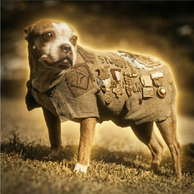 Archival photograph of Sergeant Stubby wearing his decorated uniform